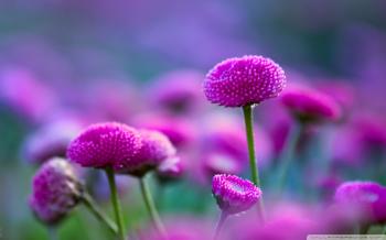 Widescreen Flower Beautiful Nature Plant Flowers Red Yellow White ...