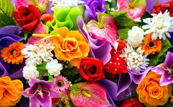 colourful-flowers – SALT