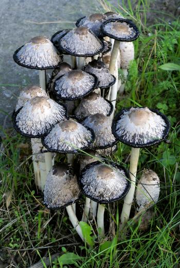File:Coprinus comatus (old).jpg - Wikimedia Commons