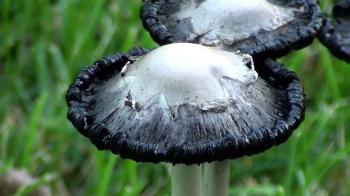 Shaggy Mane Mushroom (Coprinus comatus) showing autodigestion of Cap ...