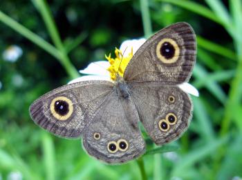 Common 4-ring Butterfly