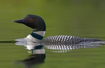 Common Loon | Audubon Field Guide