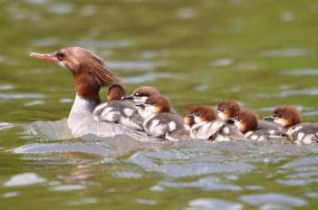 Common Merganser | Audubon Field Guide