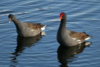 Common Moorhen, Gallinula chloropus