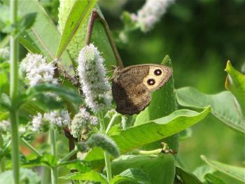 Garden Diary: August 2012