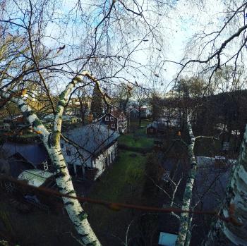 One of the most complicated tree jobs to date. Rigging a dozen if ...