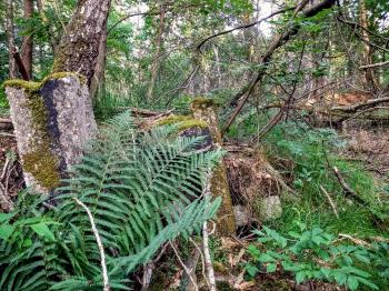 Concrete, hidden by nature