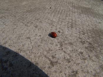 Natural Science: ladybird-red-with-black-spots-on-concrete ...