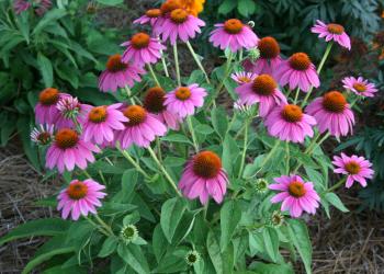 Coneflower Wallpapers 21 - 2100 X 1500 | stmed.net