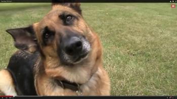 Cute - Confused dogs tilts their heads - PART 2 - YouTube