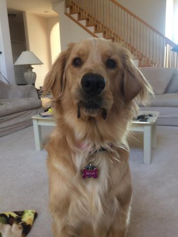 Mildly confused dog - Album on Imgur