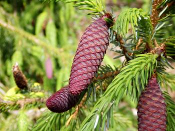The Conifer Collection - Collections - MCBG Inc. 2018 | Fort Bragg ...