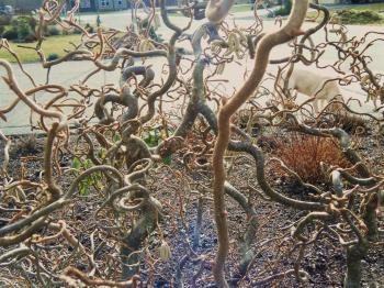 Corylus avellana 'Contorta' – Contorted Hazel | Hortophile – My New ...