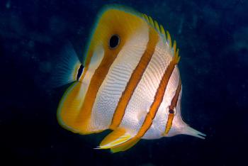 There's something special about Copperband butterflyfish from Raja ...