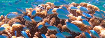 NOAA Coral Reef Conservation Program (CRCP) Home Page
