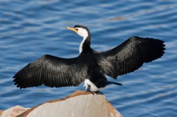 Cormorant - Wikipedia
