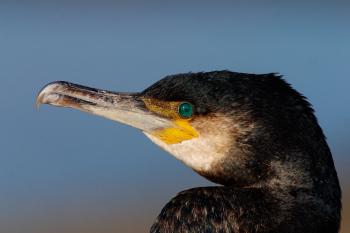 Great Cormorant | Audubon Field Guide