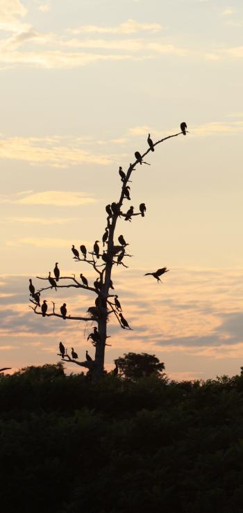 Cormorants Birds
