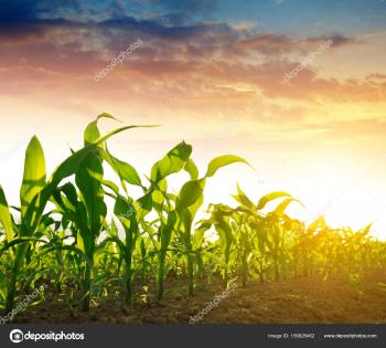 Green corn field — Stock Photo © vencav #156826462