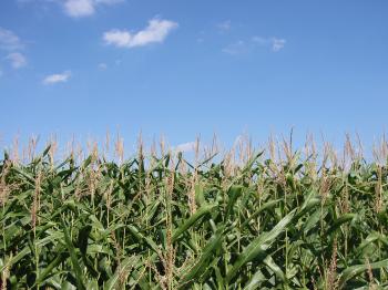 File:Cornfield pennYan.jpg - Wikimedia Commons