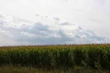 Storm clouds, #76 by cornfield | Minnesota Prairie Roots