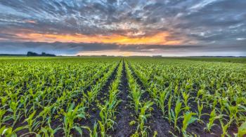 Corn field under setting sun - Silveus Financial