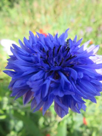 Cornflower | Plant-Lore