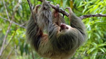 Costa Rica Wildlife Holiday - Natural World Safaris