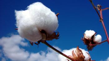 Clean Cotton