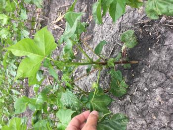 Reading the Cotton Plant | Mid-Coast IPM
