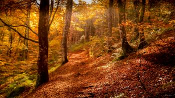 Couleur d'automne en Auvergne