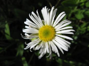 Coulter's Daisy, Erigeron coulteri : Photos, Diagrams & Topos ...