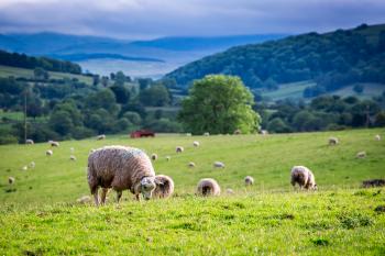 New 'Simplified' Countryside Stewardship Offers for 2018 - GSC Grays ...