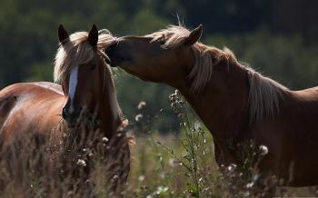 Couple of horses 2 / 2560 x 1600 / Animals / Photography | MIRIADNA.COM