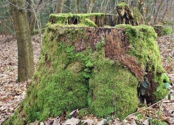 Covered With Moss