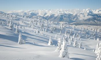 Winter Landscape With Spruce Tree Covered By Snow - WallDevil