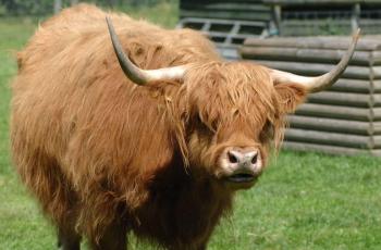 Cows - Odds Farm Park
