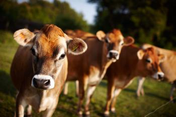 Jersey Cows - Jersey Cattle: The secret of Jersey Milk | Visit Jersey