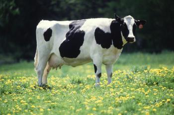 Farm Cow