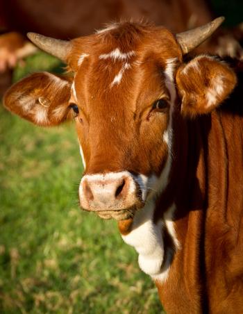 Cow Pictures · Pexels · Free Stock Photos