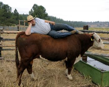 cows | Ranch life on the Link Bar