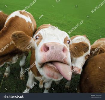 Funny Cow Sticking Out Tongue Stock Photo (Royalty Free) 687527089 ...