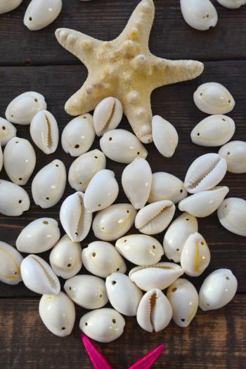 White Cowrie Shell from Kenya, 2 Holes, 10 pieces, 14x23mm