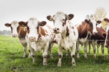 Cows in Field Free Photo - ISO Republic
