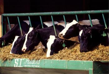 Cows in the Farm