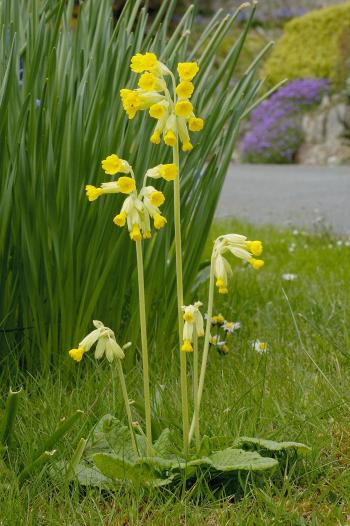 Cowslip Wildflower wholesale seed in bulk - Meadow Mania