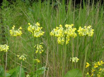 Primula florindae - Himalayan cowslip - Merebrook Pond Plants