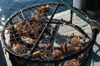 Cherry Picking the Best Crabs? | California Outdoors Q and A