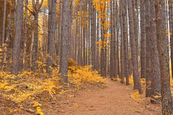 Cranesville Swamp Pine Trail - Gold Fantasy HDR