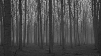 Creepy Woods Pan Left To Right Stock Video Footage - Videoblocks